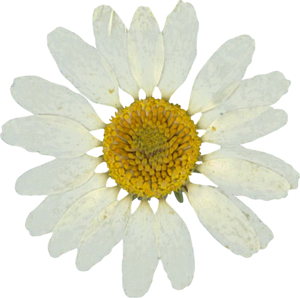 Pressed daisy flower